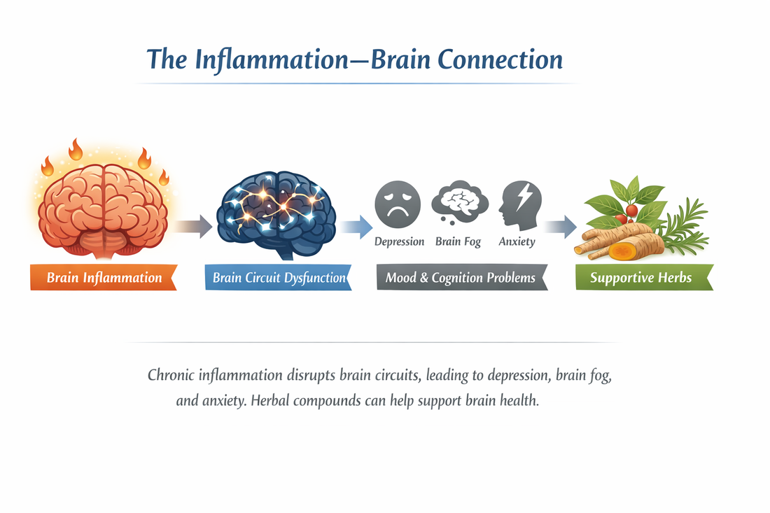 When the Brain Is on Fire - Neuroinflammation, Brain Circuits and a New Way of Understanding Depression