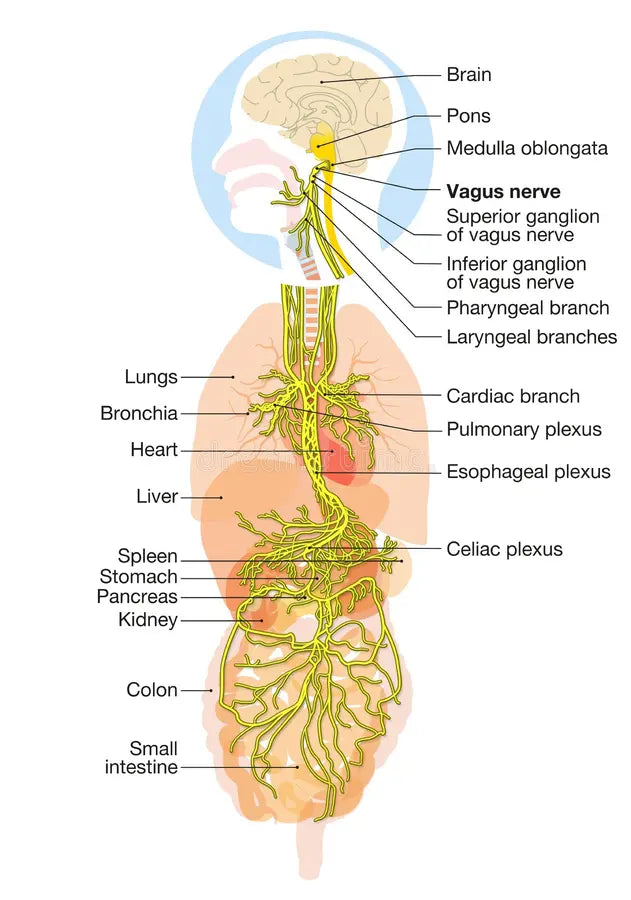 Brain Energy and the Vagus Nerve - Metabolism, Cellular Energy and Mental Wellbeing
